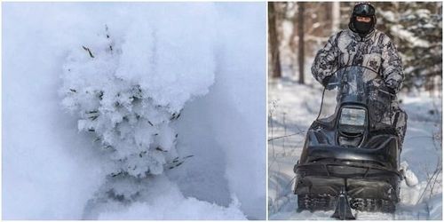 Snöskoteråkare skadar skogsplanteringar