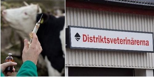 Djurhälsan kan äventyras i ny veterinärorganisation