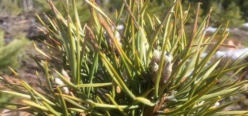 Skogforsk utreder busktallarnas gåta