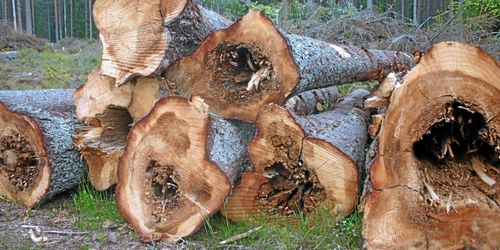 Förädling kan halvera rotrötan – kostar en miljard varje år