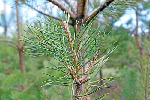 I sin debattartikel efterlyser skribenten fler idéer än avskjutning för att minska viltskadorna.