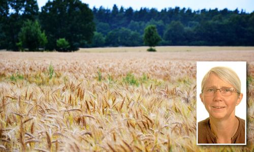 Varför inte klimatkompensera med vete?