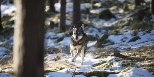 Älgjakt med helsvensk hundras