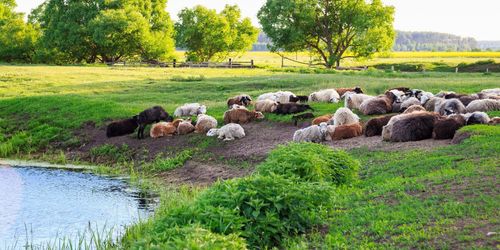Vargen väljer hagar vid vatten