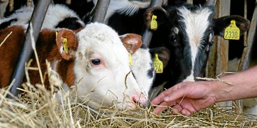 Ny faktasajt ska lyfta kalvhälsan