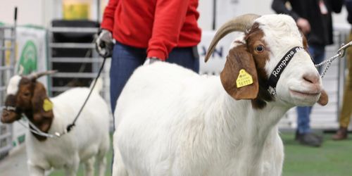 Rekordmånga djur på Milamässan