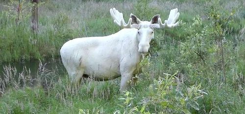 Kommunalråd fångade vit älg - på film