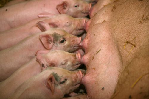 Oroas över inspektörernas åsikter