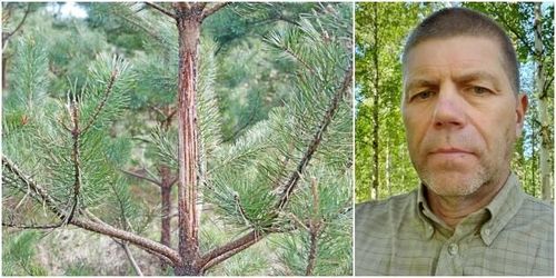 De överklagar älgskötselplanerna