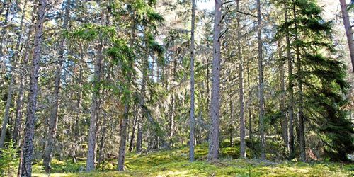 LRF vill ha nya miljömål för skogen