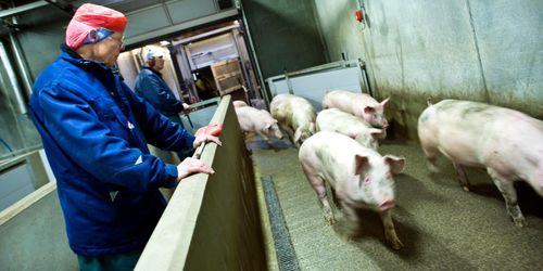 Stigande grispris i både Danmark och Sverige