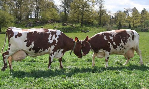 Sommarmjölk även i år