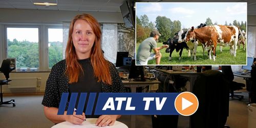 De höjer värdet på gamla mjölkkor