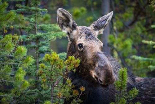 Älg attackerade - jägare medvetslös