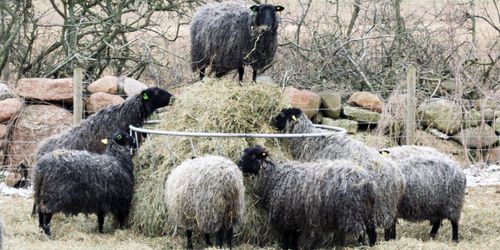 Grannar ville stoppa fårens bräkande