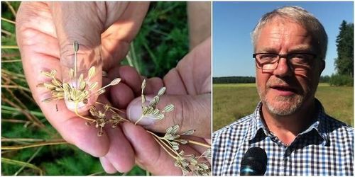 ATL TV: Kummin ger finska odlare bra betalt