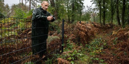 Staket stoppar vildsvin – och afrikansk svinpest