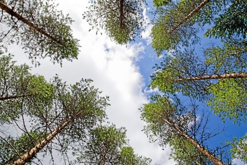 Stor positiv klimatpåverkan från SCA