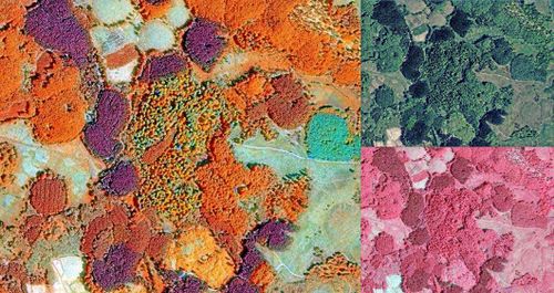 Allt fler skogstjänster flyttar in i mobilen