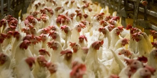 Flera nya fall av fågelinfluensa