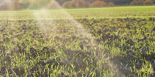 Årets höstsådd största på flera år