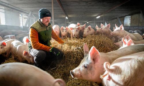 Grisbonde ställde om till eko och tog siktet österut