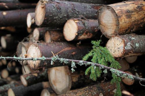 ”Uppgiften är att lyfta fram det hållbara skogsbruket”