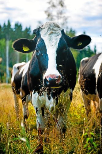 LRF måste agera mot kränkande begrepp