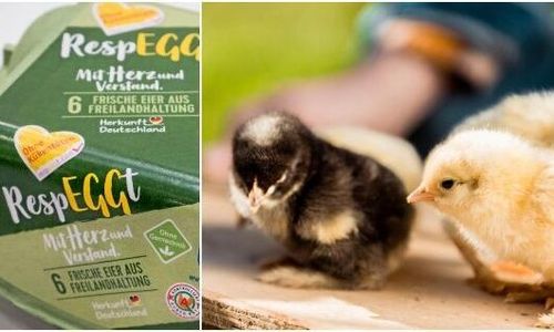 Inget förbud mot massavlivning av tuppkycklingar