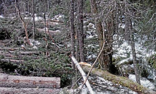 Aktivister stoppar avverkning