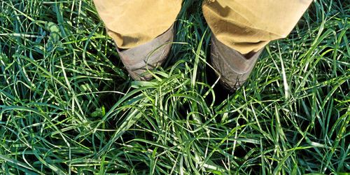 Skörda eller vänta – här är råd inför vallskörden