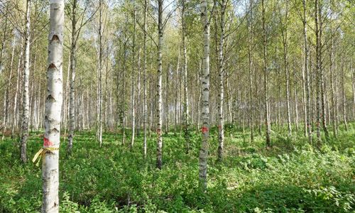Skördarmätningen av björk ska bli mer rättvis