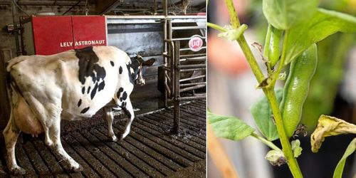 Bättre foderekonomi med svenskt protein