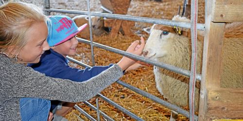 Publiksuccé för Fårhuscaféet