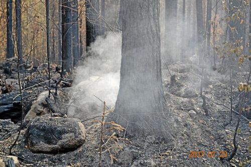 SD: "Sverige ska kunna bekämpa sina skogsbränder på egen hand"