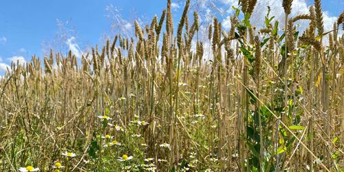 Flera risker med markbyte