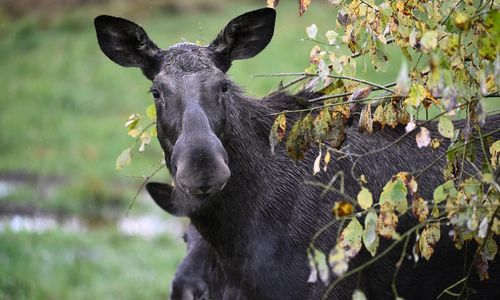 Älgar saknar löv – äter tall för miljarder