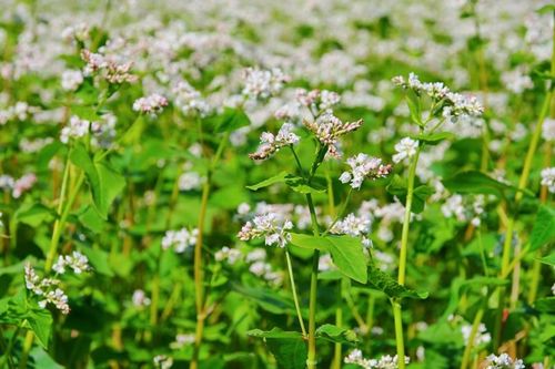 Blommande bovete, som ger mycket pollen åt nyttoinsekter, är ett exempel på växt som kan passa på kantzoner.