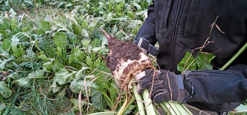 Betan får renässans med nytt system