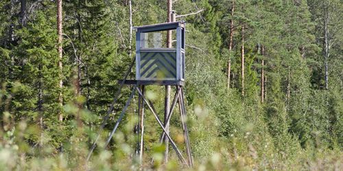 ”Friare jakt kan minska betesskadorna”