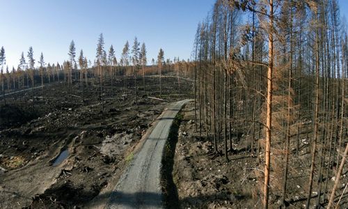 Företag riskerar miljoner i böter efter skogsbrand