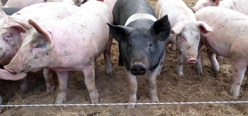 Så förhandlar du fram bästa grispriset