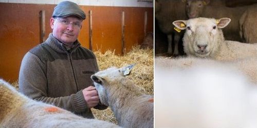 Tiodubblad betalning för svensk ull: ”Ny position”