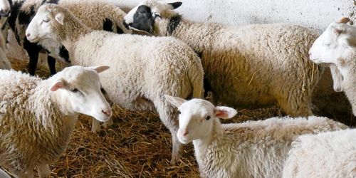 Kraftfoder till höstlamm - HK Scan tror på automater