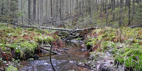 Skogsstyrelsen slopar krav om samråd