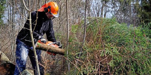 Nej till skogsröjning i kjol