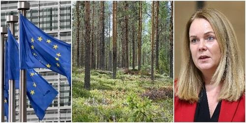Skogspolitiken är och ska förbli nationell