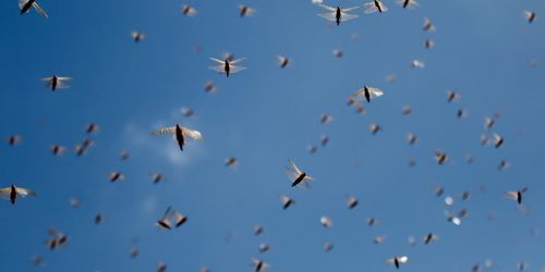 Arméhelikoptrar ska rädda jordbruket från gräshoppor