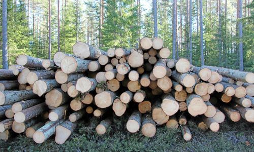 Nu faller timmerpriserna