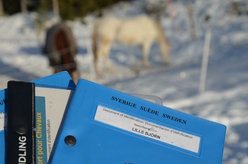 De stora hästavelsorganisationerna ifrågasätter om det verkligen ska vara nödvändigt att göra ny utformning av hästpassen.